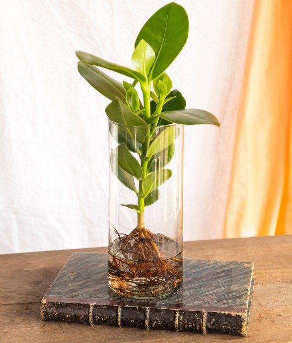 Clusia en hydroculture et...