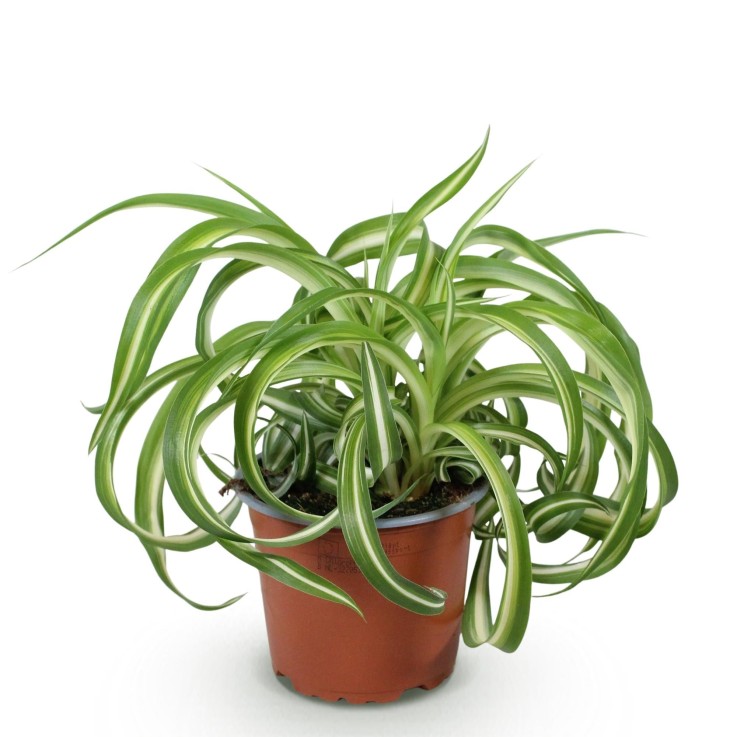 Chlorophytum comosum Bonnie -  4