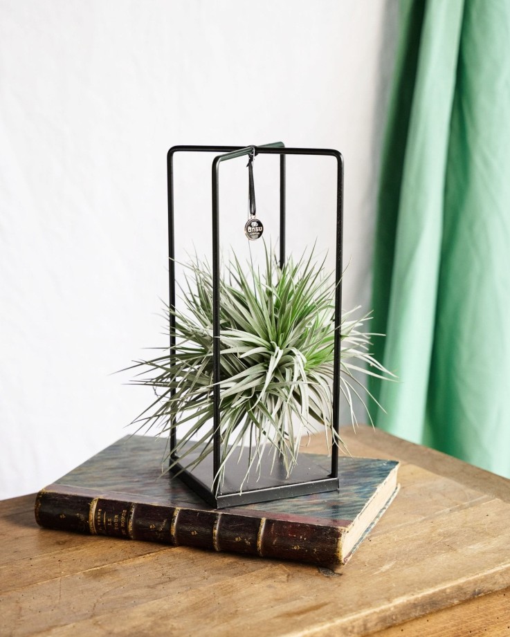 Tillandsia et son support en cube