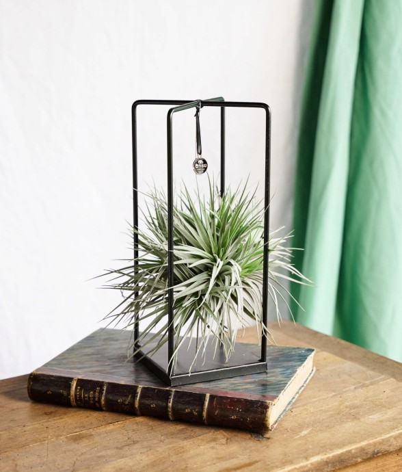 Tillandsia et son support...