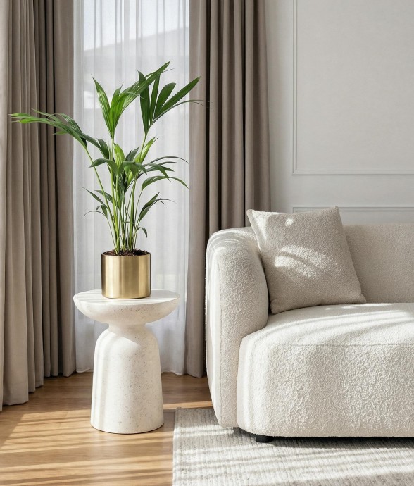 Howea Forsteriana Kentia -  2