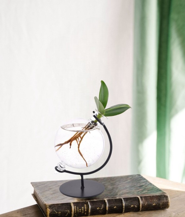 Clusia en hydroculture...