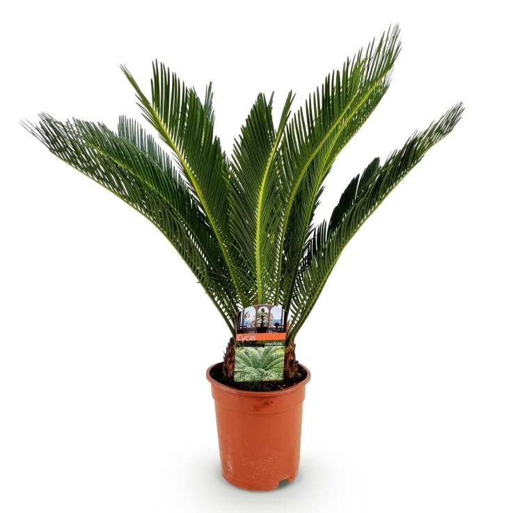 Cycas revoluta -  2
