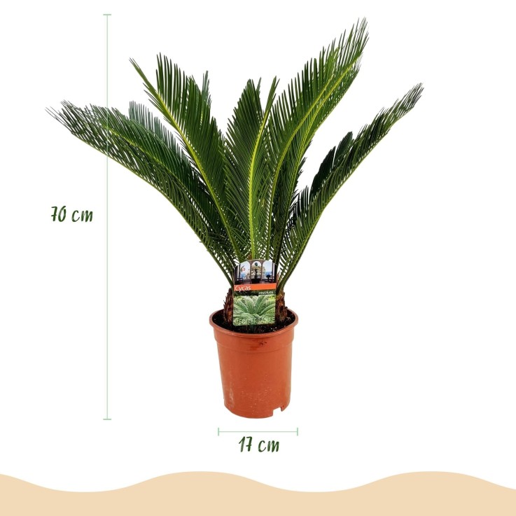Cycas revoluta -  2