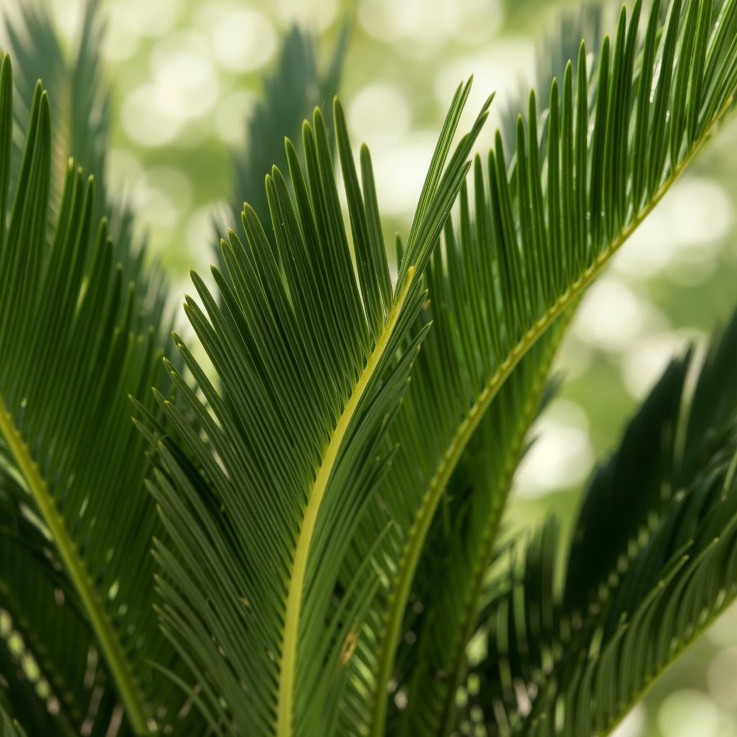 Cycas revoluta -  2