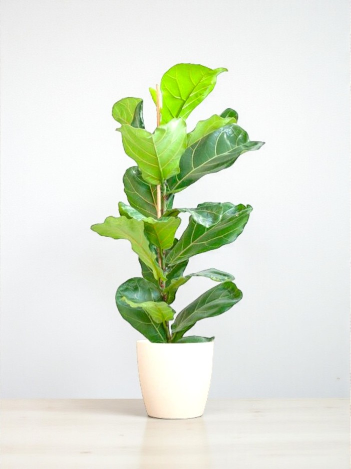 Ficus Lyrata et son pot -  Blanc