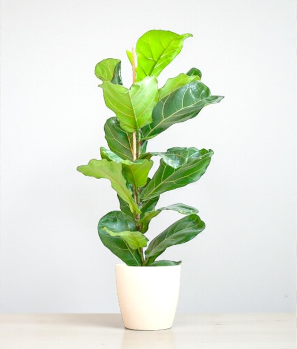 Ficus Lyrata et son pot -...