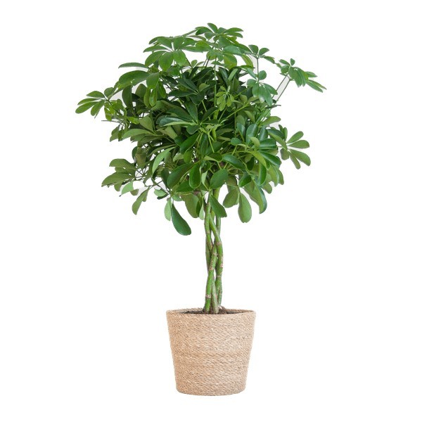 Schefflera Nora et son pot -  Panier gris
