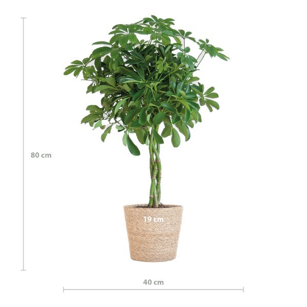Schefflera Nora et son pot -  Panier gris
