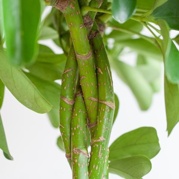 Schefflera Nora et son pot -  Panier gris