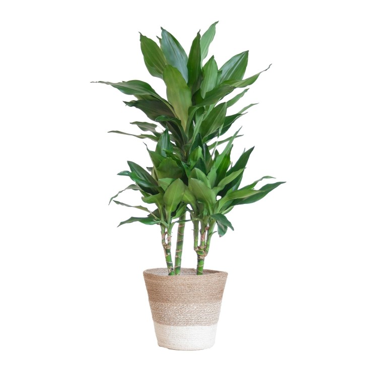 Dracaena Janet Lindt et son pot -  Blanc