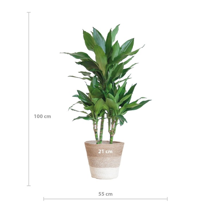 Dracaena Janet Lindt et son pot -  Blanc