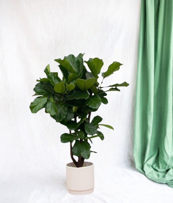 Ficus Lyrata