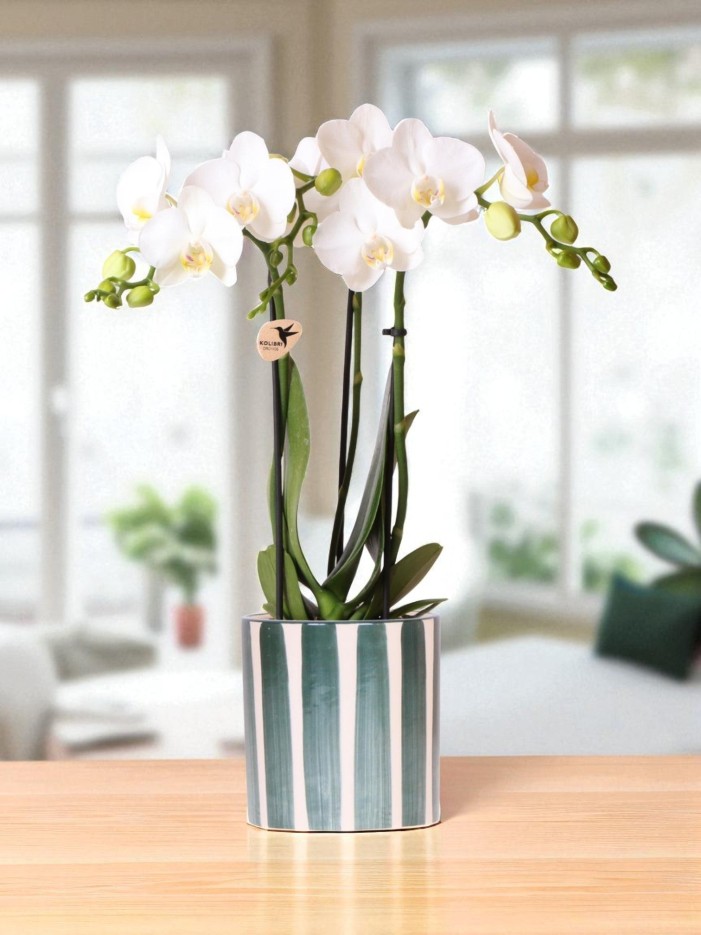 Orchidée Amabilis Blanche et son pot -  Doré D12