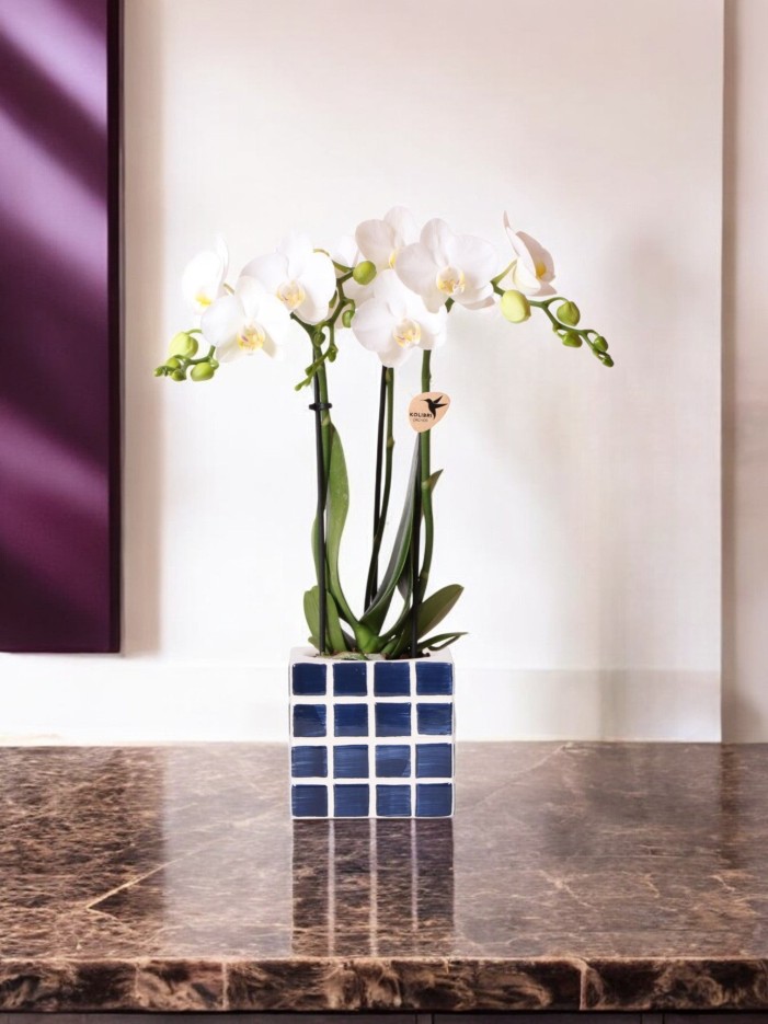 Orchidée Amabilis Blanche et son pot -  Doré D12