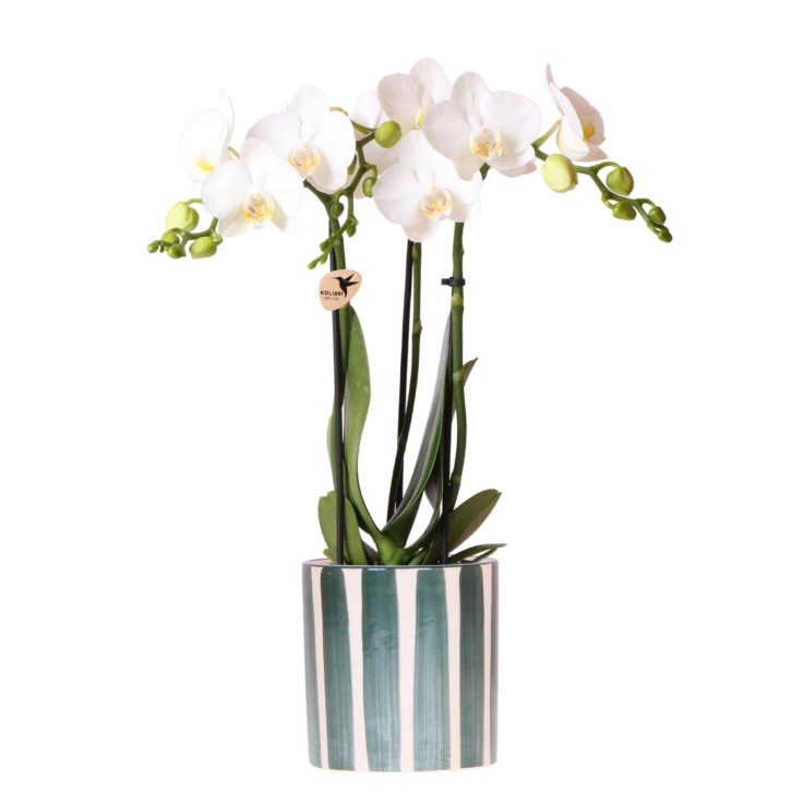 Orchidée Amabilis Blanche et son pot -  Doré D12