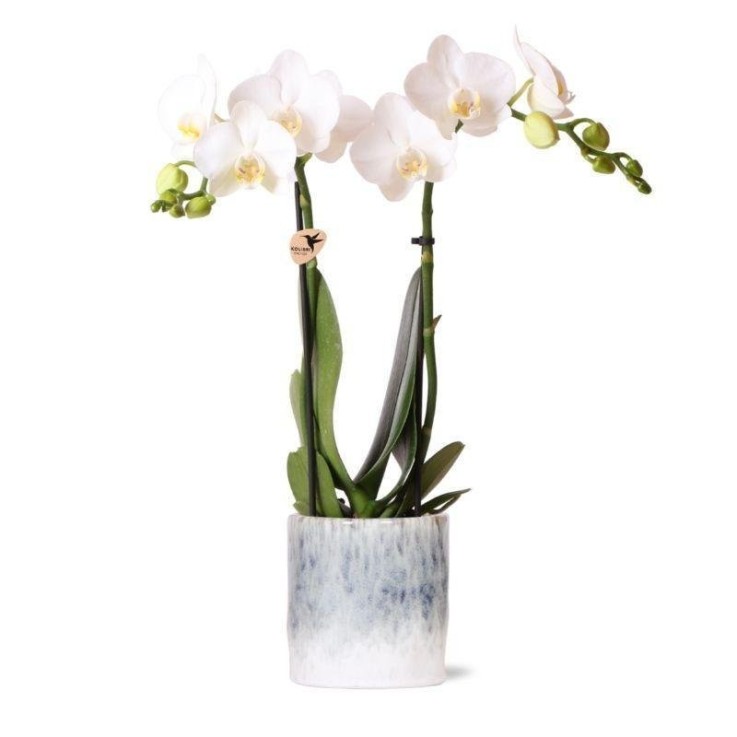 Orchidée Amabilis Blanche et son pot -  Doré D12