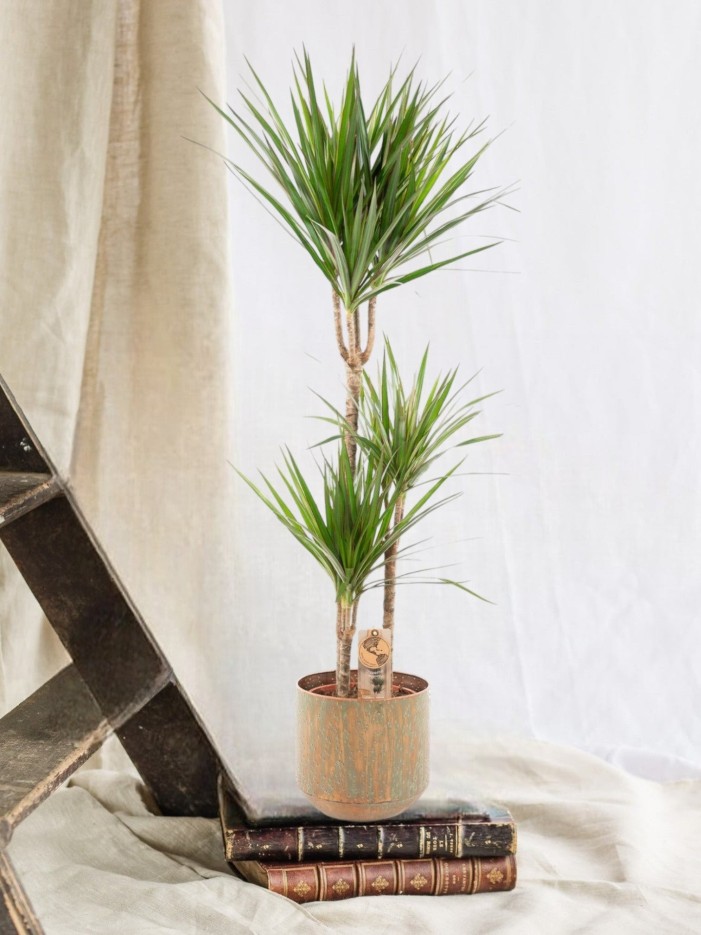 Dracaena Marginata et son pot -  Vert avec reservoir