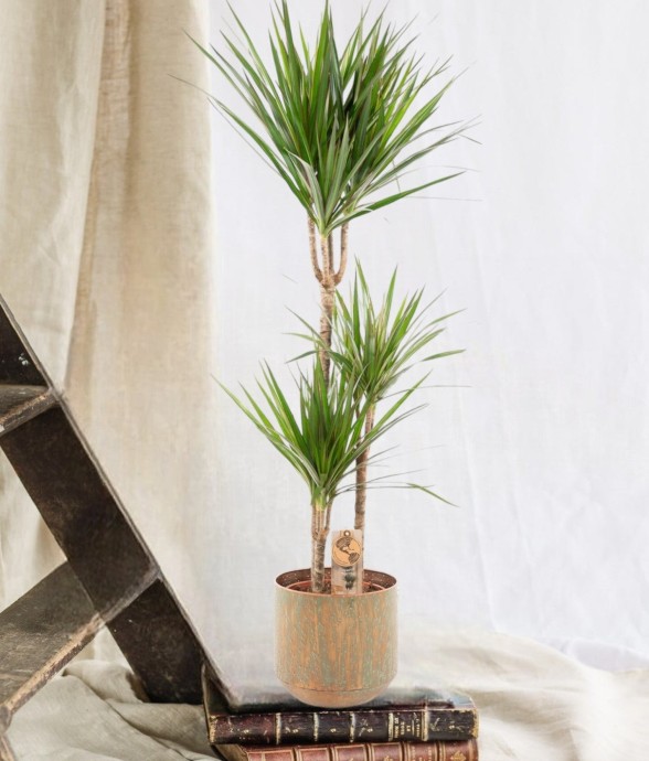 Dracaena Marginata et son...