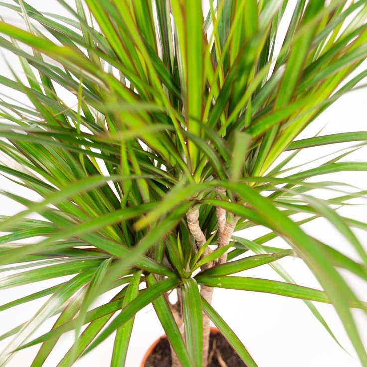 Dracaena Marginata et son pot -  Vert avec reservoir