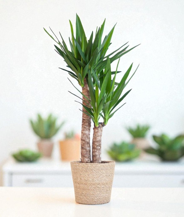 Yucca Elephantipes et son...