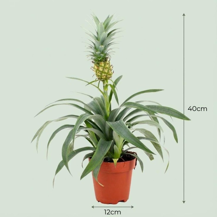 Plante ananas -  1