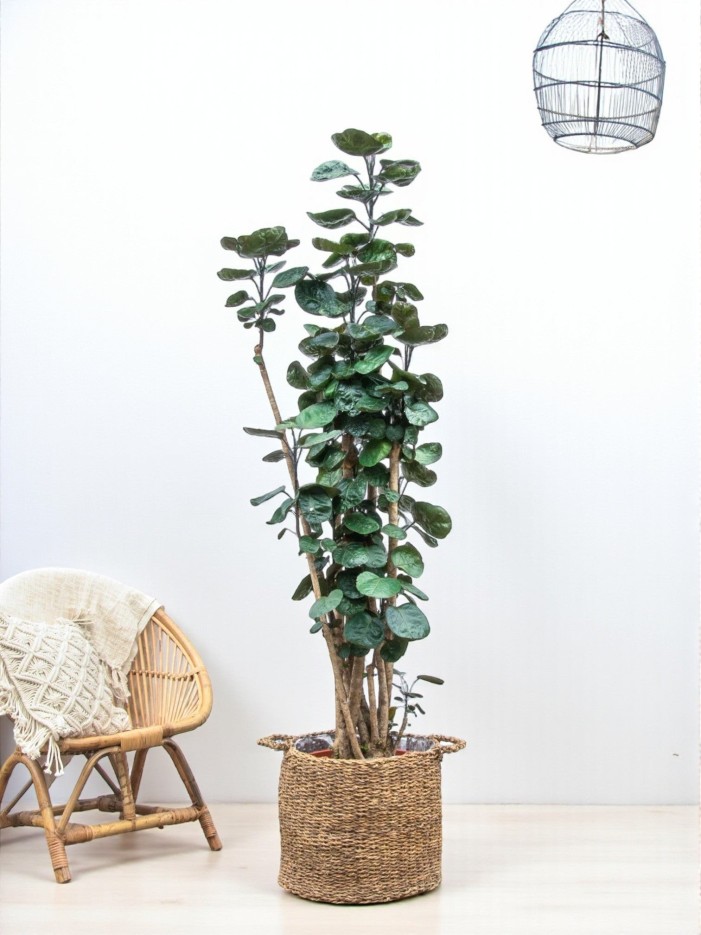 Polysicas Fabian XXL