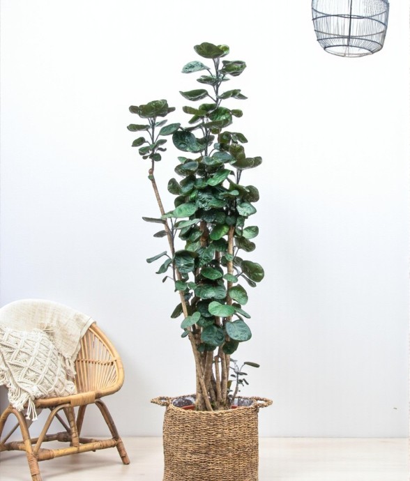 Polysicas Fabian XXL