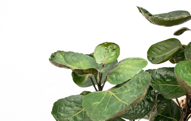 Polysicas Fabian XXL