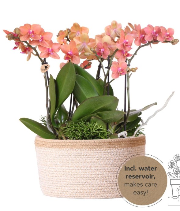 Set de 3 orchidées orange...