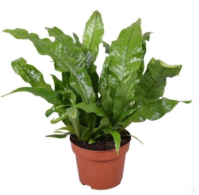 Microsorum Crocodyllus