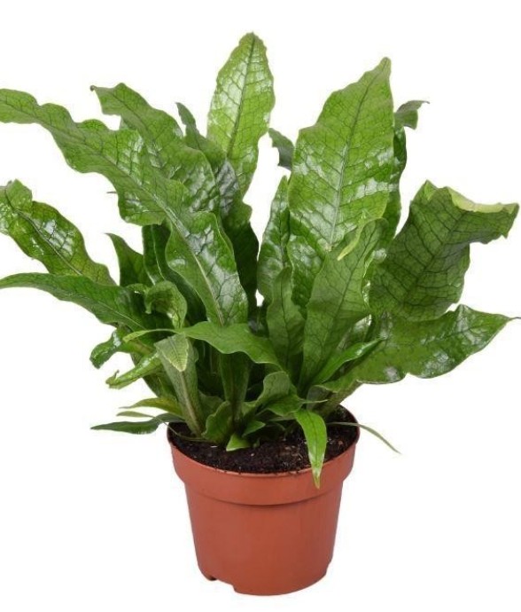 Microsorum Crocodyllus