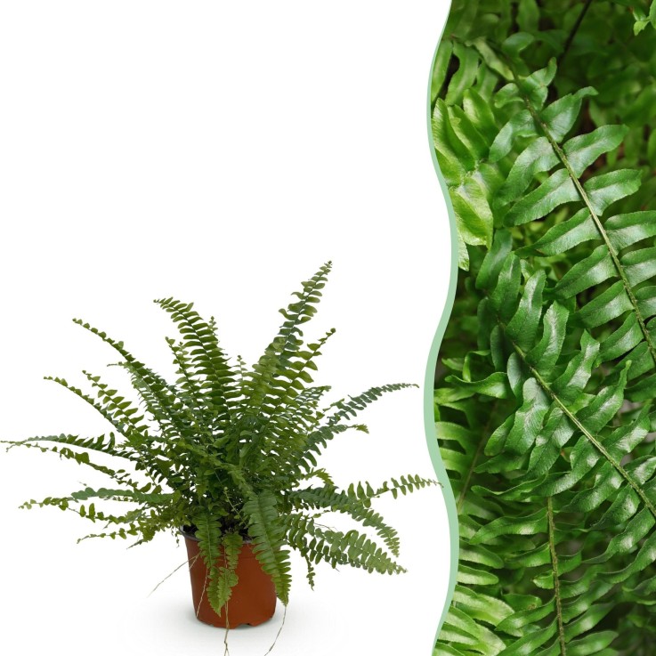 Fougère de Boston -  4