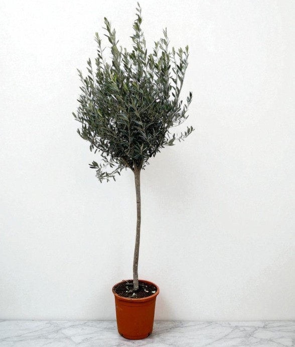 Olivier - Olea Europaea tronc