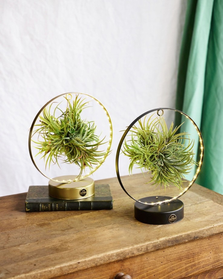 Duo de Tillandsia socle Led Edition