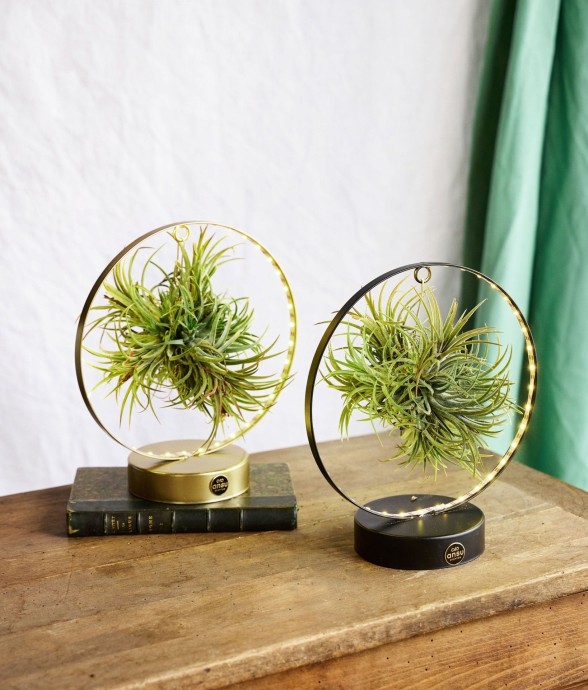 Duo de Tillandsia socle Led...