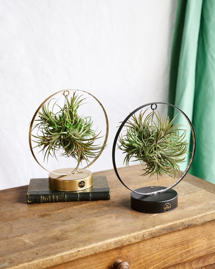 Duo de Tillandsia socle Led Edition