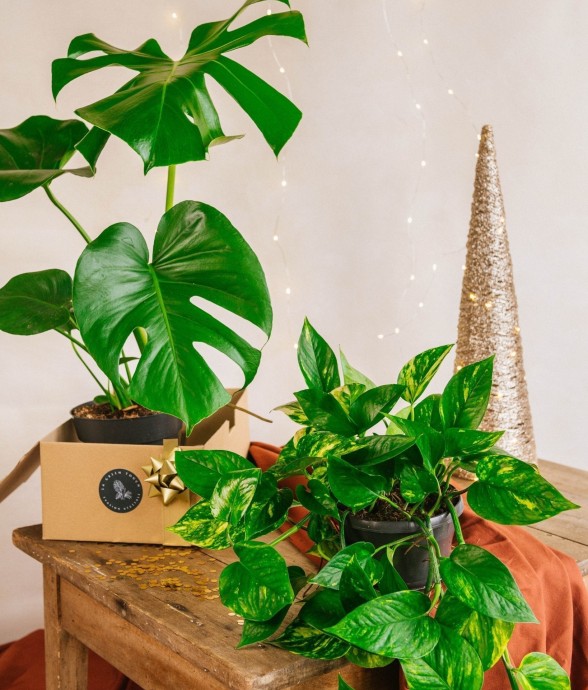 Coffret - Duo de plantes -...