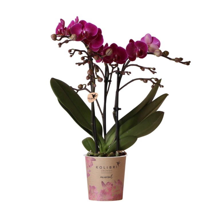 Orchidée violette  - h35cm, Ø9cm -  Seule