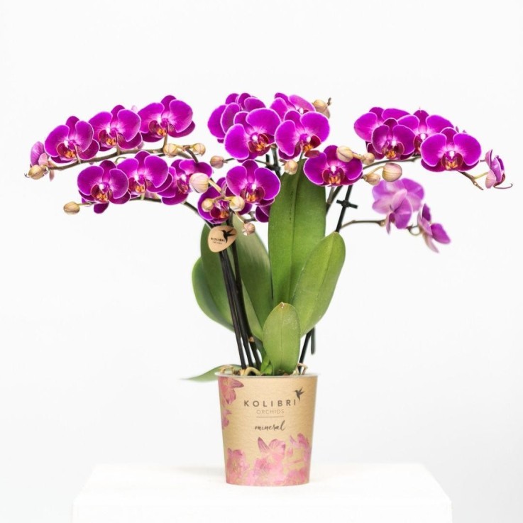 Orchidée violette  - h35cm, Ø9cm -  Seule