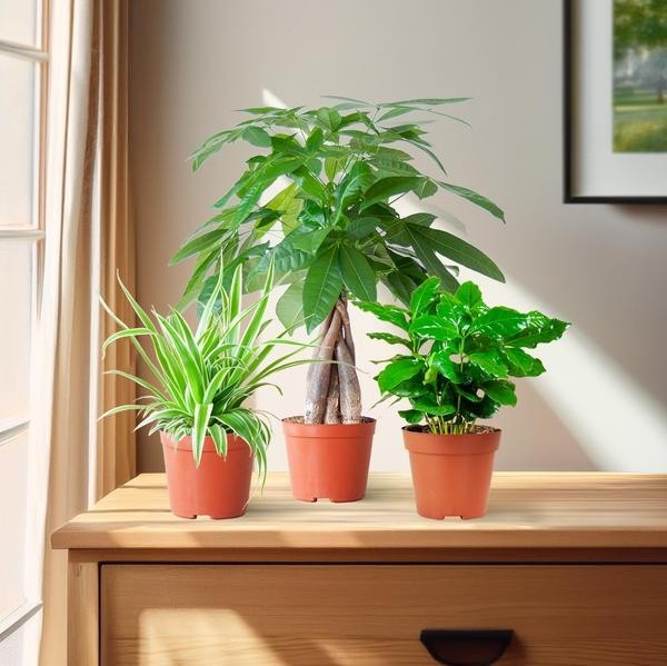 🐾 Coffret – Plantes Pet's Friendly -  Cache-pot blanc