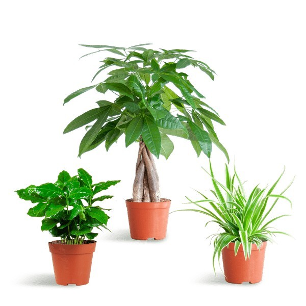 🐾 Coffret – Plantes Pet's Friendly -  Cache-pot blanc