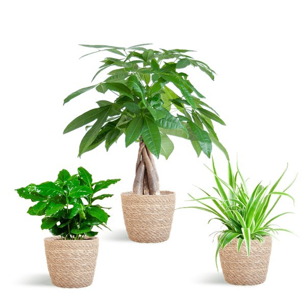🐾 Coffret – Plantes Pet's Friendly -  Cache-pot blanc