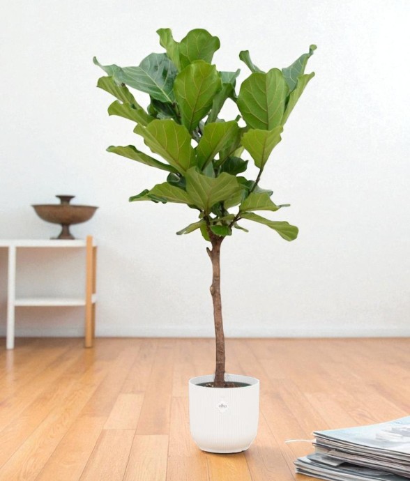 Ficus Lyrata et son pot -...