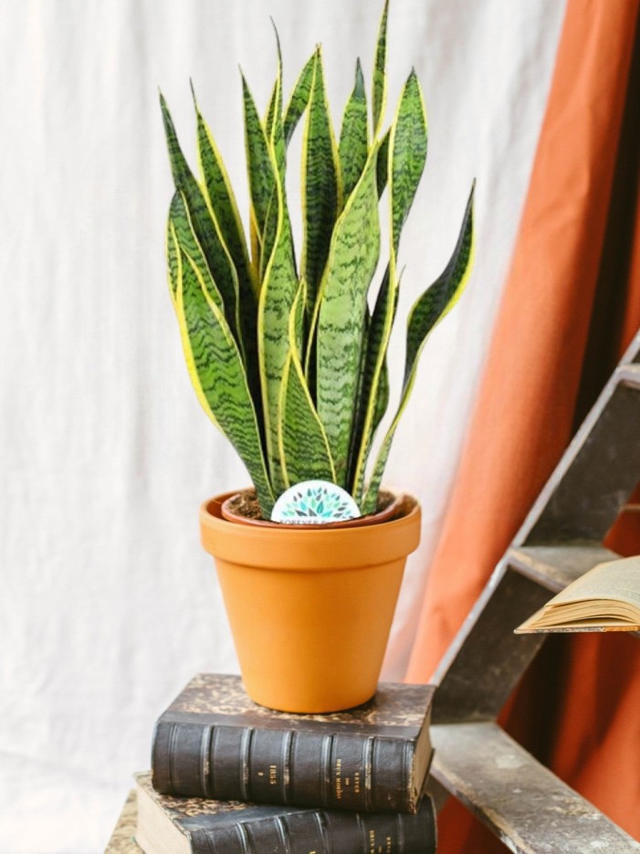 Sansevieria Trifasciata Laurentii