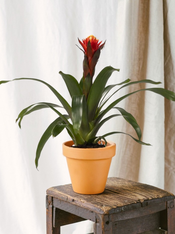 Guzmania Happiness