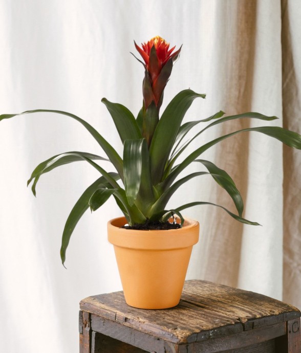 Guzmania Happiness
