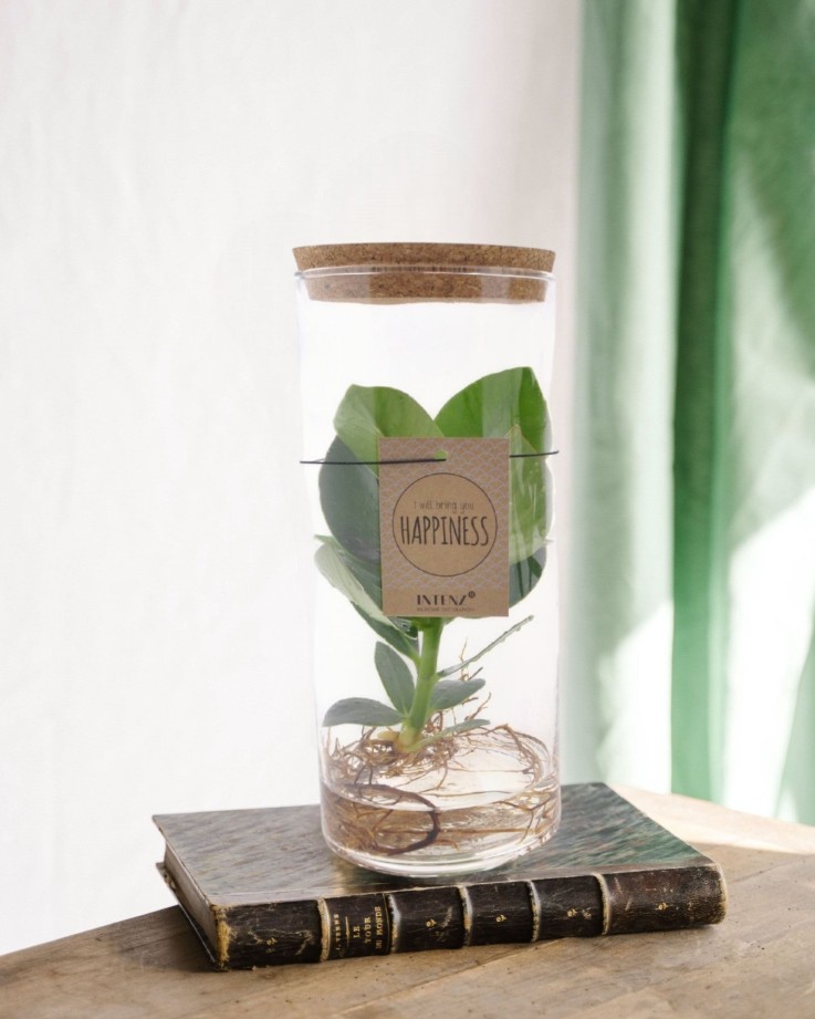 Clusia Rosea Princess en tube