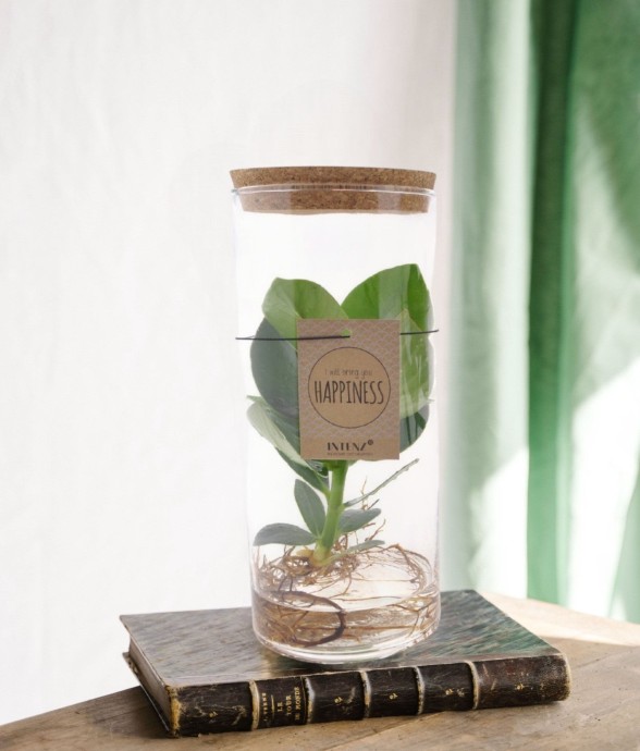 Clusia Rosea Princess en tube