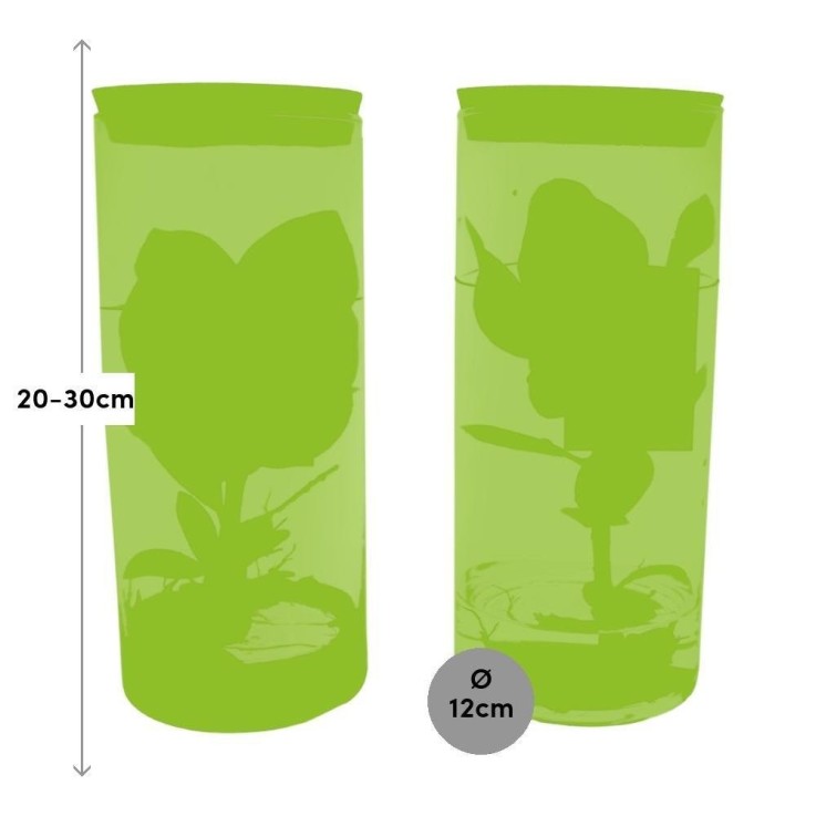 Clusia Rosea Princess en tube